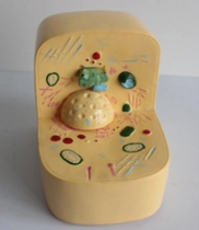 細胞亞顯微結構模型