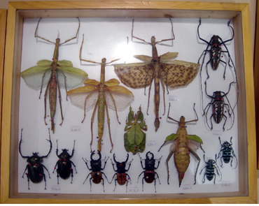 昆蟲標本