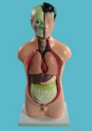 少年人體半身模型