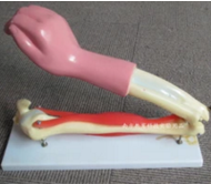 肘關(guān)節(jié)活動模型